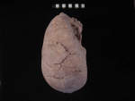 L_V19d5010 J3.8 Q824 dM pa skull top view